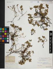 Foto von Salix herbacea L.
